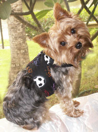 GizHarness