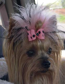 Diva Hair Accessories