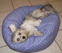 Havenly Pup Beds