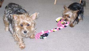 In Toys