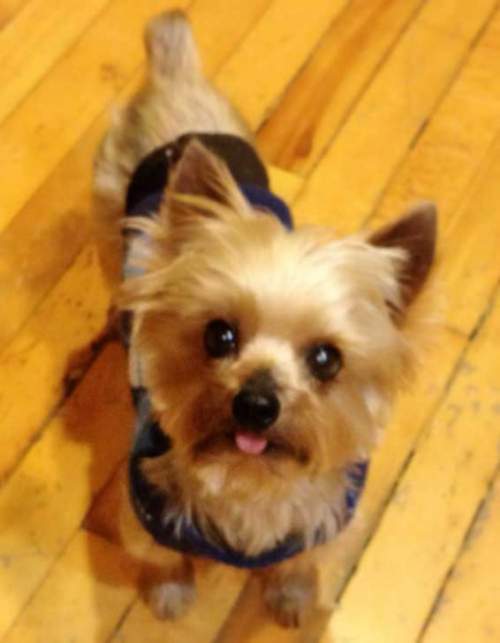 yorkie knee surgery yorkie rescue yorkie knee surgery yorkie rescue