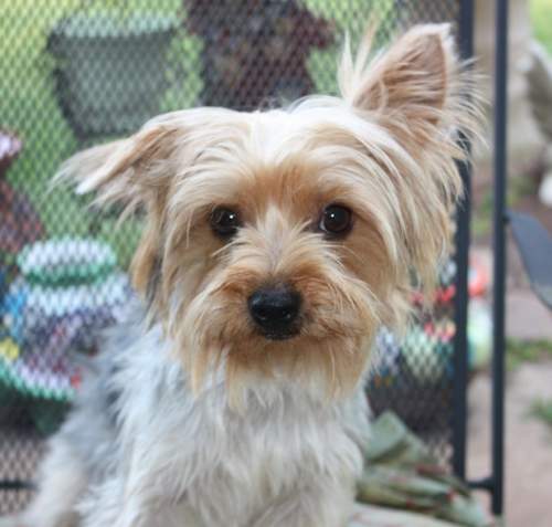 luxating patella in yorkies yorkie rescue luxating patella in yorkies yorkie rescue