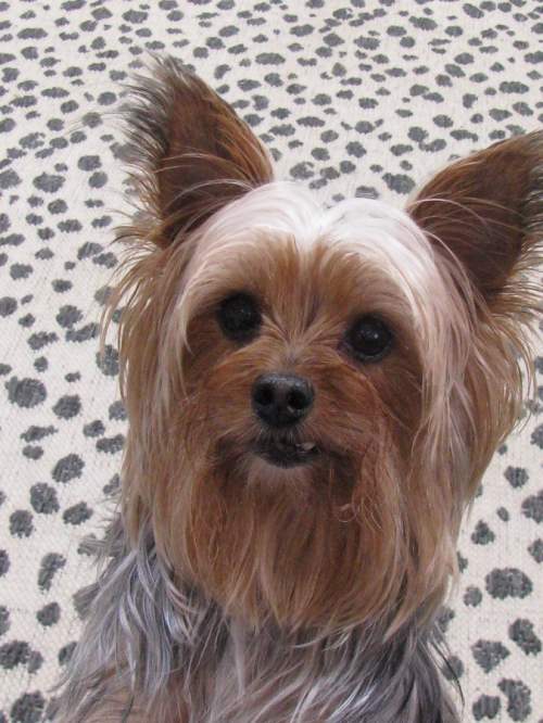 yorkie rescue louisiana adoptable pups yorkie rescue louisiana adoptable pups