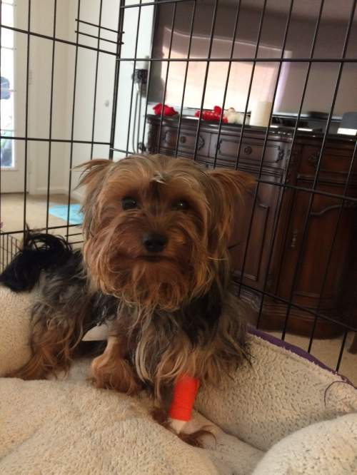 yorkie knee surgery yorkie rescue yorkie knee surgery yorkie rescue