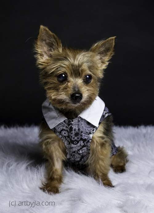 yorkie knee surgery yorkie rescue yorkie knee surgery yorkie rescue