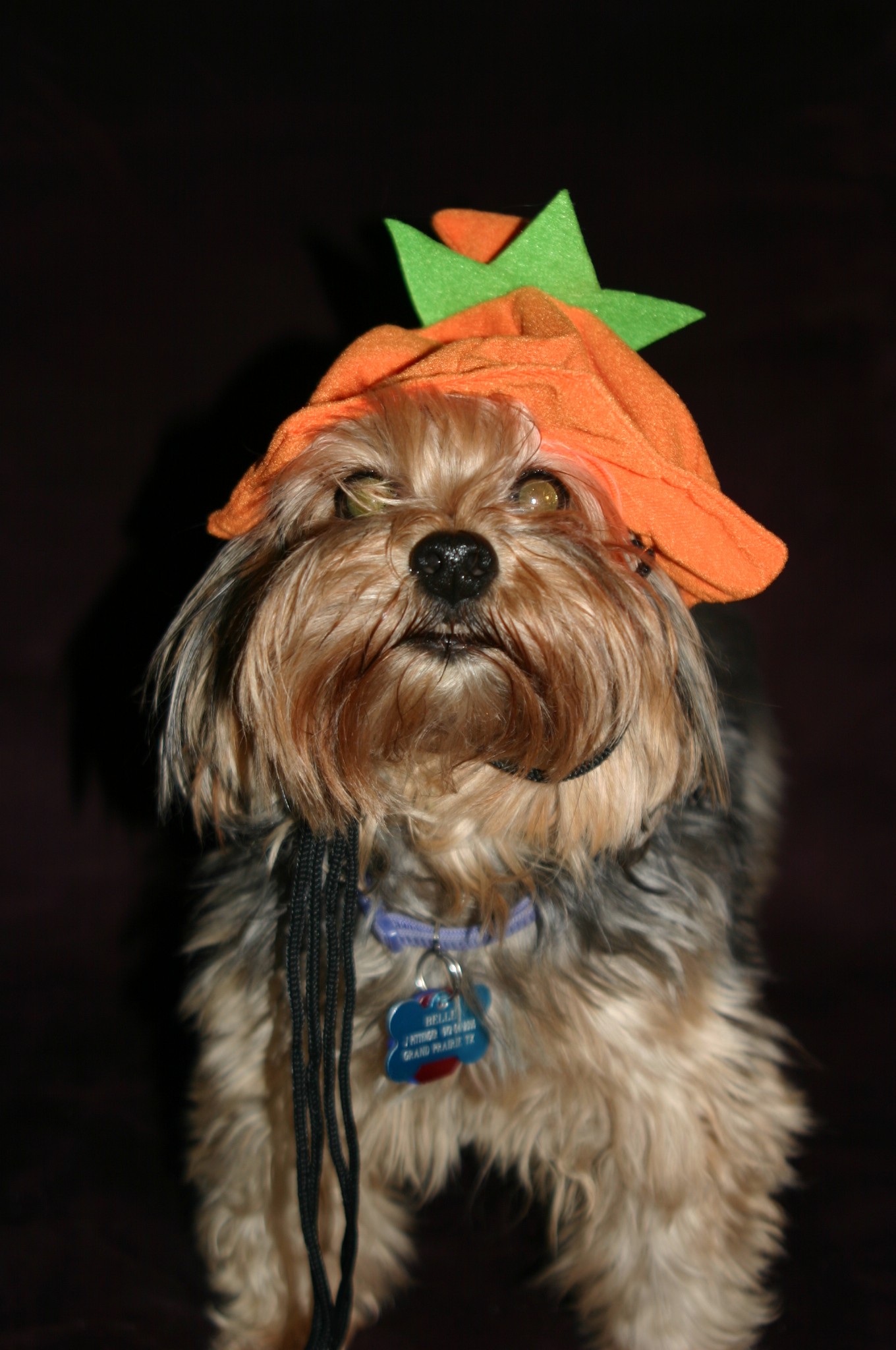 yorkie rescue indianapolis yorkie rescue hairstylegalleries yorkie rescue indianapolis yorkie rescue hairstylegalleries