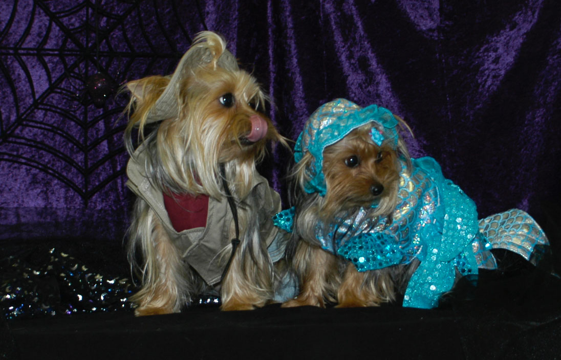 yorkie rescue orange county 2007 yorkie pet photo contest pets world yorkie rescue orange county 2007 yorkie pet photo contest pets world