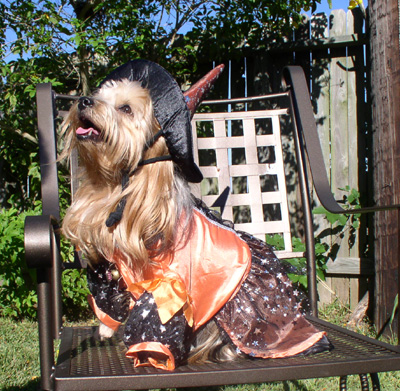 orange county yorkie rescue 2007 yorkie pet photo contest pets world orange county yorkie rescue 2007 yorkie pet photo contest pets world