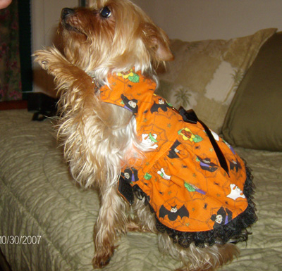 orange county yorkie rescue 2007 yorkie pet photo contest pets world orange county yorkie rescue 2007 yorkie pet photo contest pets world