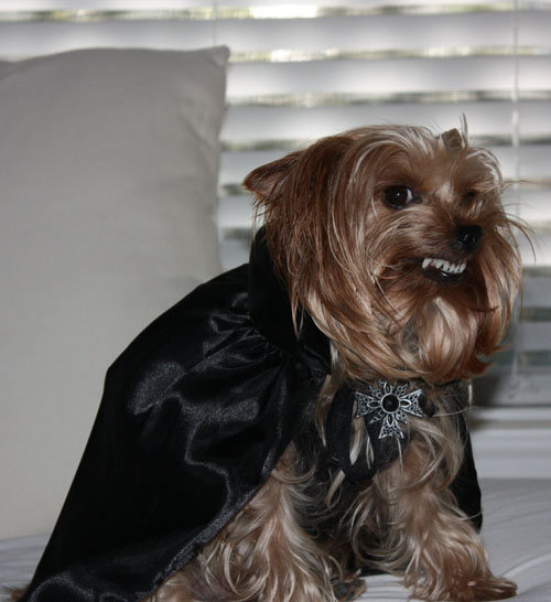 yorkie rescue orange county 2007 yorkie pet photo contest pets world yorkie rescue orange county 2007 yorkie pet photo contest pets world