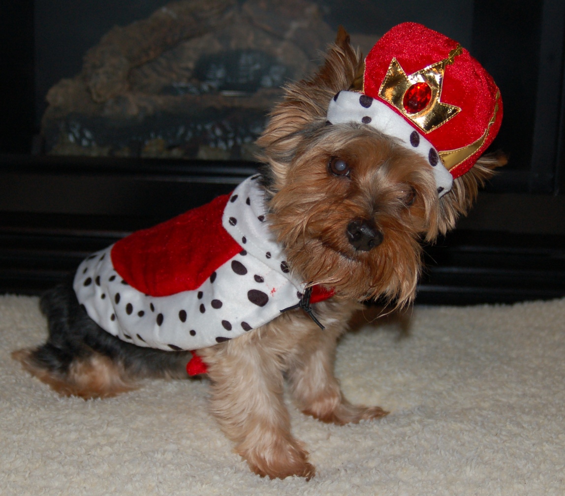 yorkie rescue nc dogs ready for adoption in nc breeds picture yorkie rescue nc dogs ready for adoption in nc breeds picture